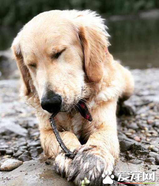 黃金獵犬不喜歡浴室洗澡 卻偏好廚房小水槽