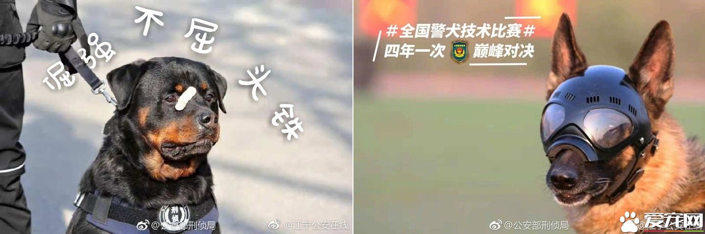 小黑警犬眉眼間橫貼ok蹦 堅定小表情萌翻網友