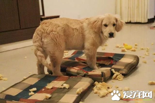 如果你的狗狗也是“佛系狗狗”....