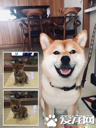 汪狼式仰天長嚎幫和音 快破音的煙酒嗓讓人笑翻