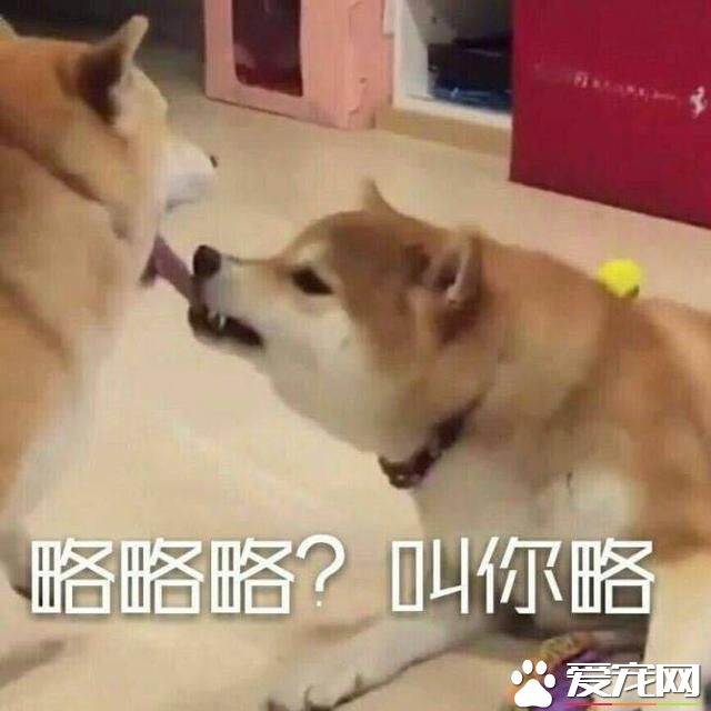 不會吐舌頭的寵物不是好寵物