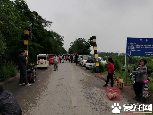 德州寵物大集場走一圈，誰能告訴最后圖片中狗是什么品種？