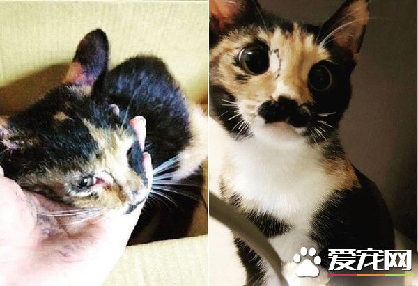 不喜新成員還會兇的哈氣 如今卻成為霸氣苗大姐