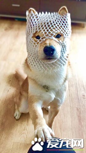 探秘：FACEBOOK上火的一塌糊涂的八只網紅柴犬