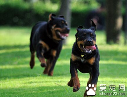羅威納犬的“傳奇故事”之秘密檔案