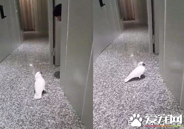 小霸王鸚鵡醫院檢查秒變樣 超級乖還會撒嬌