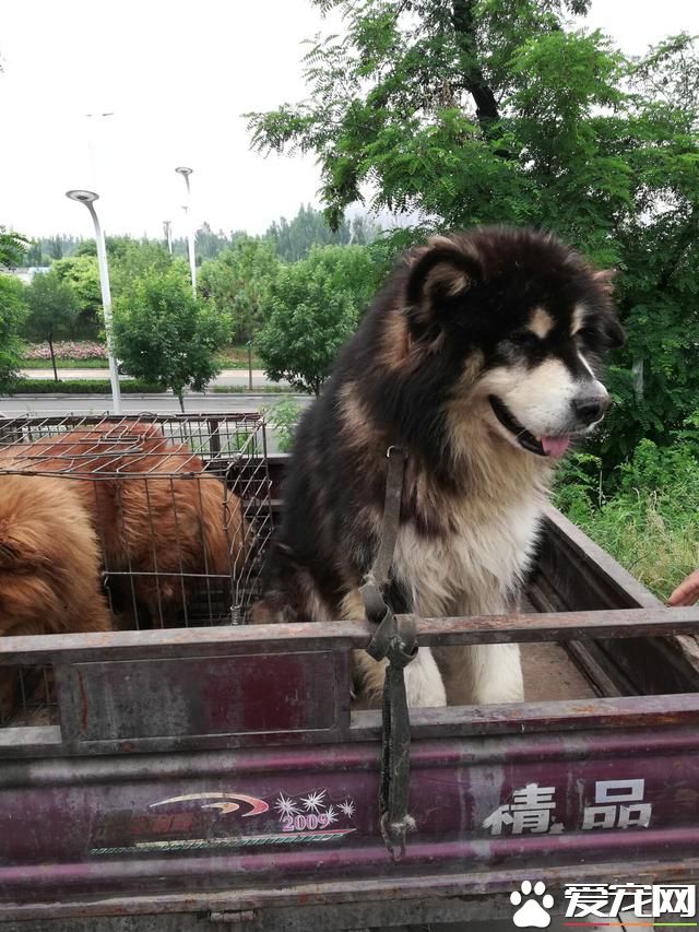 德州寵物大集場走一圈，誰能告訴最后圖片中狗是什么品種？