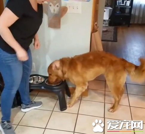 瘋狂的黃金獵犬 看見吃飯了開心的轉了22圈