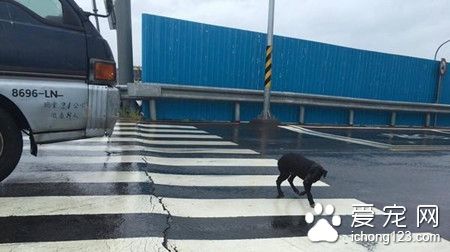 一只黑狗淋雨坐在十字路口久久不走 只為等待主人