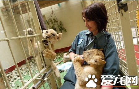 舊金山動物園老虎出籠 游客一死兩重傷