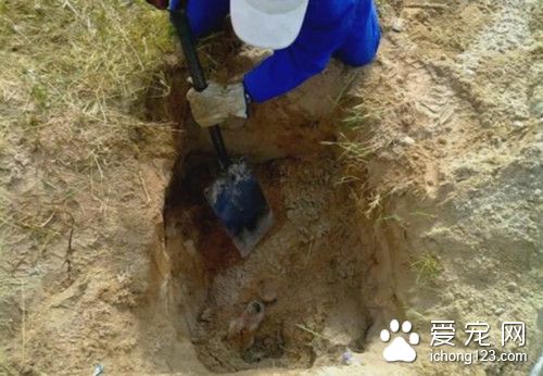 男子馬路邊發現一小坑 寵物狗遭活埋