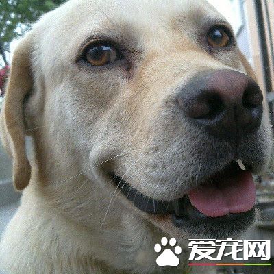 浪喵侵門踏戶鳩占鵲巢 暖汪從戶主變保全