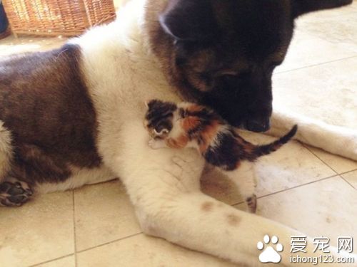 秋田犬叼回小花貓細心呵護 好有愛哦