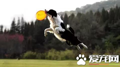 狗狗智商排行榜，你家狗狗排第幾？