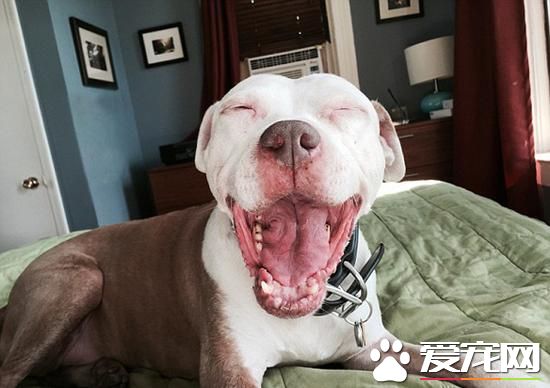男子撿到會笑的流浪狗 臉上一直掛著笑容