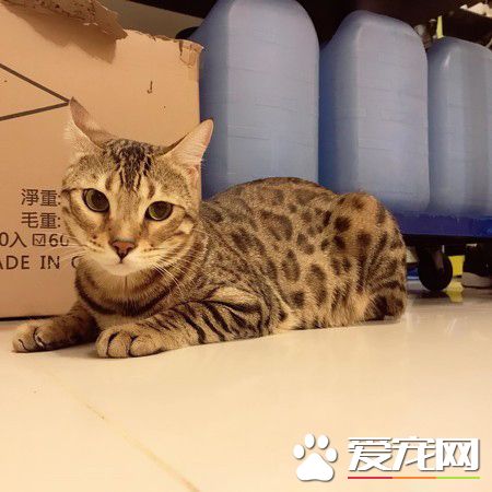 代班看電視的保姆貓 溫柔陪伴弟弟超窩心！