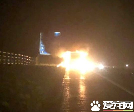 吉娃娃用生命報答主人 奮不顧身去救女主人