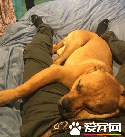 主人開車顛簸路上 狗狗害怕前腳不停黏主人
