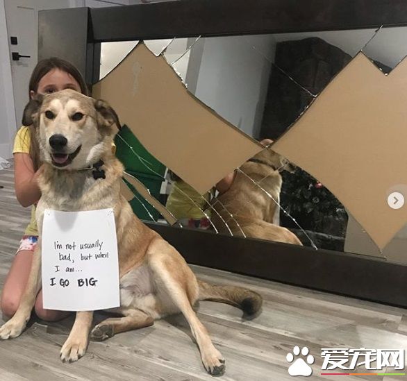 超可愛固執汪星人 小主人開空氣門才進門的小怪癖