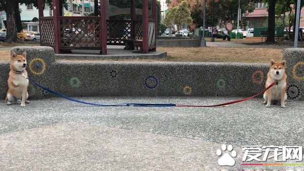 兩柴因動作不同步慘摔 柴姐的淡定臉卻意外成亮點