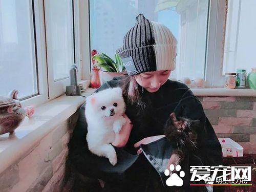 女神劉亦菲楊冪吸貓，明星與萌寵的互動畫面誰的最溫馨有愛？
