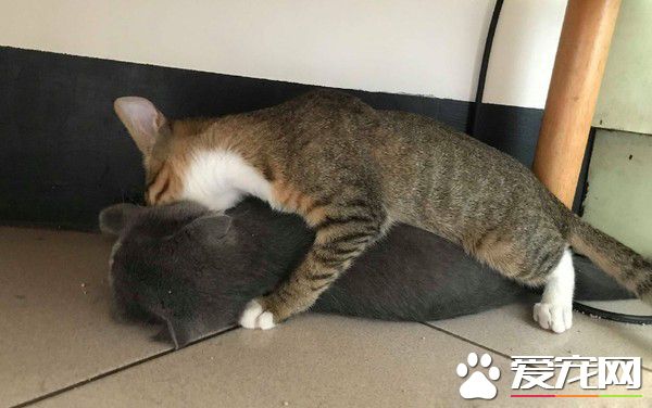 爸爸和貓主子合照 焦點卻是主子眼神死的表情