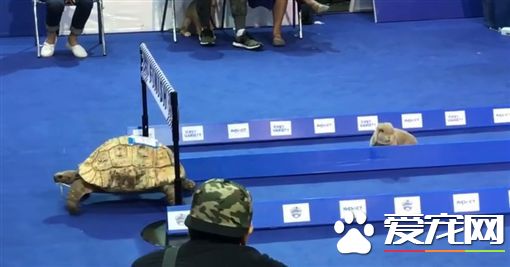 龜兔賽跑真實上演 兔子半路竟然原地發呆