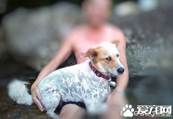 草莓珍珠奶茶被剃毛 暴露隱藏已久的身份