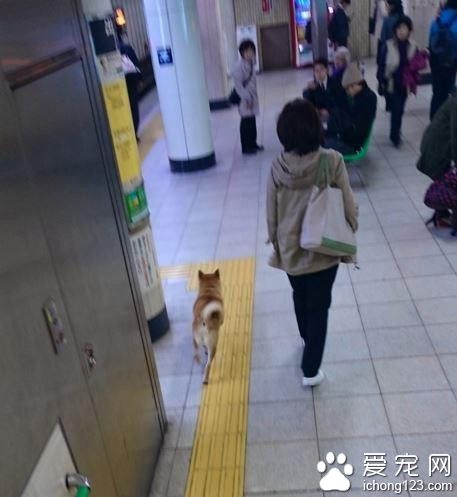 柴犬想通過身高優勢逃票混入車站 不料被發現