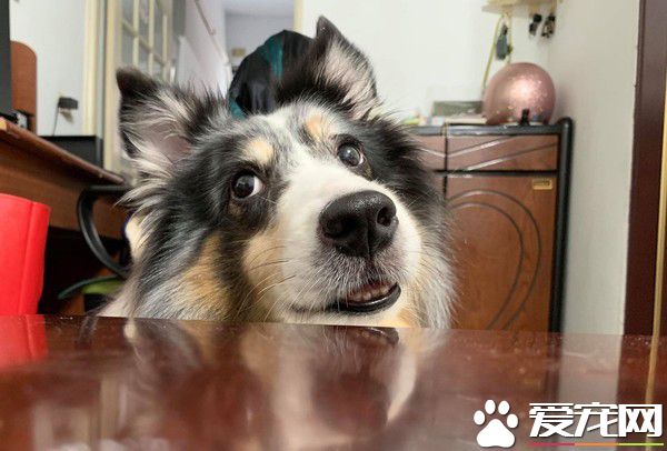 汪星人鎮妖符尿的意義深重 網友看出驚人事實!