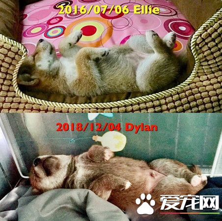 以前吃飯要哄現在卻反常 原來是出現了飼料小偷