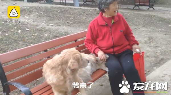 11歲老黃金獵犬不知爺爺過世 每天到公園等爺爺