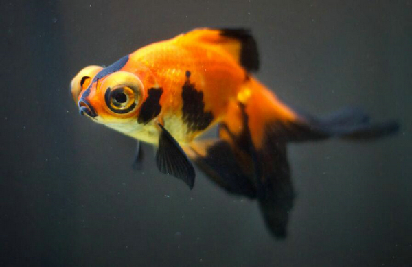 養金魚多久換一次水
