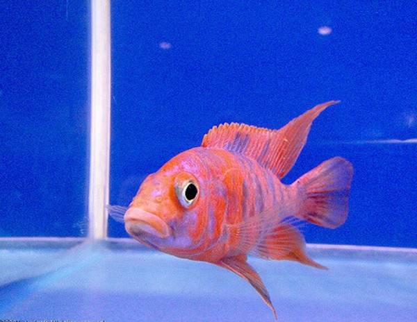 魚身上長寄生蟲怎么辦