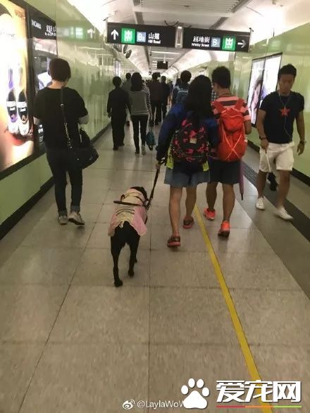 廣州第一批導盲犬已上崗，以后地鐵可見到狗狗！但不要圍觀亂摸拍照！