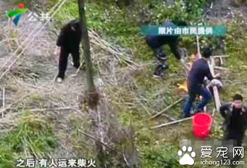 幾名教官在女生宿舍樓下合伙殺害狗烤食 遭到社會的譴責