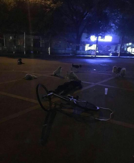 老人不幸騎車身亡 收養流浪犬不離不棄