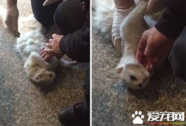 貓咪鬼門關前走了一回 因禍得福獲真命貓奴