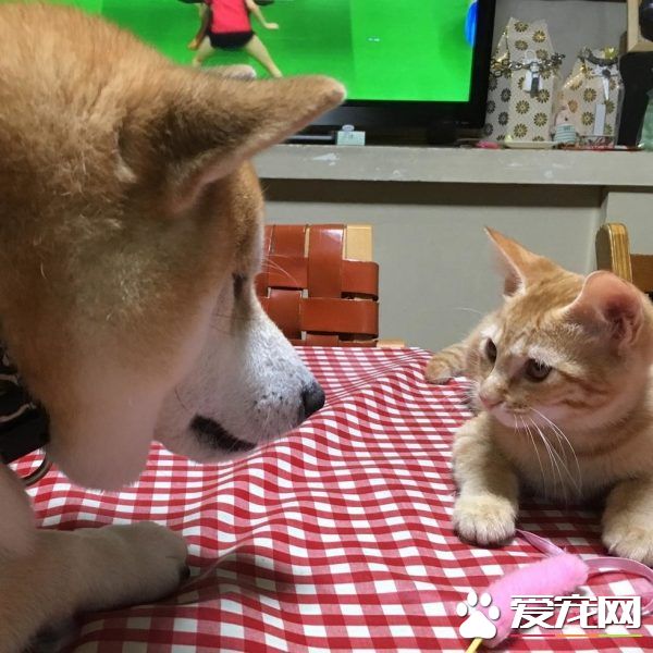 超治愈系貓咪 帶狗哥哥走出失友之痛
