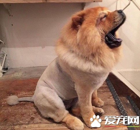 關西空港捕獲獅子王 原來是超呆萌鬆獅犬
