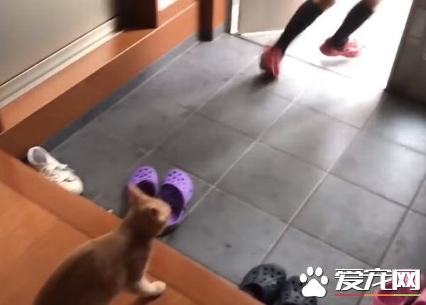 貓咪也愛出去玩 主人出門上課必須過貓咪的阻擋關卡