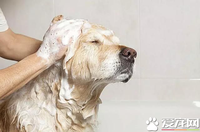 如果你的狗狗也是“佛系狗狗”....