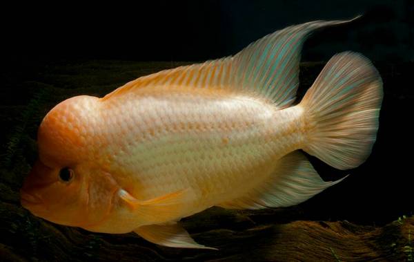 鸚鵡魚起頭征兆