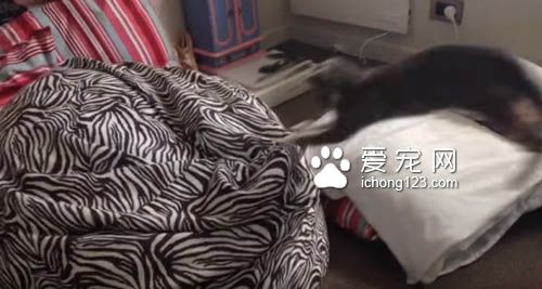 小貓咪對奇妙的懶骨頭上癮 一而再再而三地撲過去
