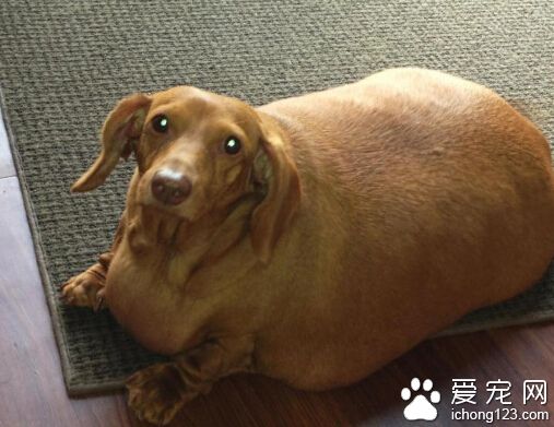 胖胖的臘腸犬為減肥節食，成功減掉了40斤
