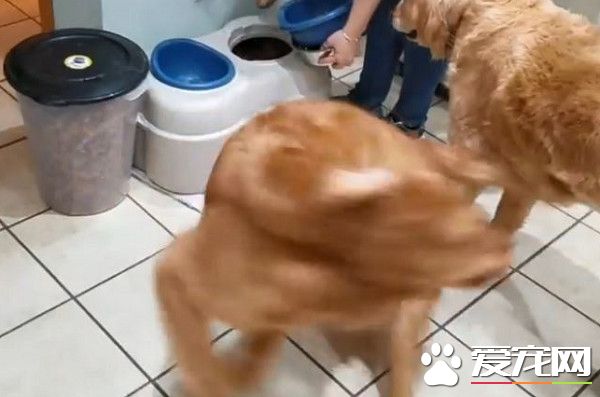 瘋狂的黃金獵犬 看見吃飯了開心的轉了22圈