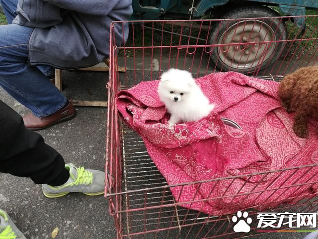 德州寵物大集場走一圈，誰能告訴最后圖片中狗是什么品種？