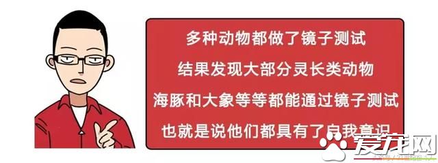 狗是否知道自己是狗？