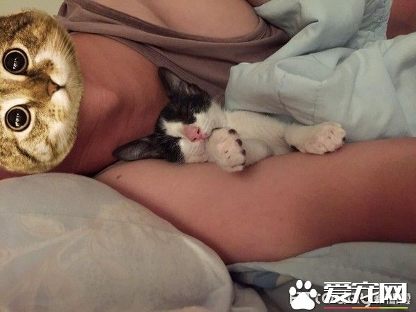 好奇！給媽媽敷貓面膜的比比是為了安全感么