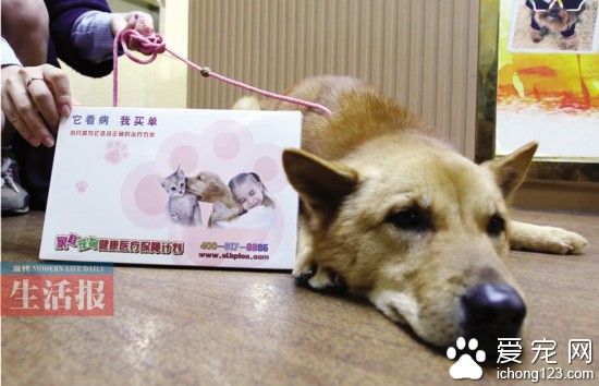廣西首例！女子給土狗買“醫保” 你會給寵物買嗎